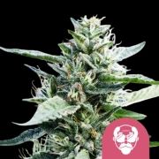 Granddaddy Purple Aka cannabis plants in bloom, grown from Feminized seeds – ideal for home cultivation from Royal Queen Seeds