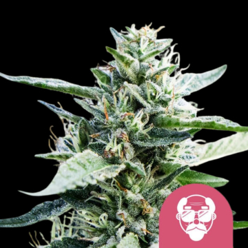 Granddaddy Purple Aka cannabis plants in bloom, grown from Feminised seeds – ideal for home cultivation from Royal Queen Seeds