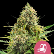 Trainwreck cannabis plants in bloom, grown from Feminised seeds – ideal for home cultivation from Royal Queen Seeds