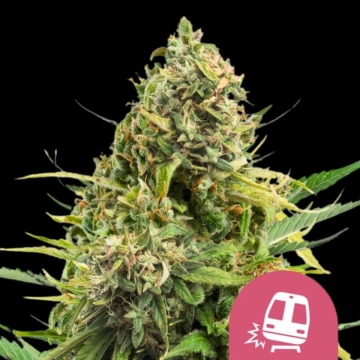 Trainwreck cannabis plants in bloom, grown from Feminized seeds – ideal for home cultivation from Royal Queen Seeds