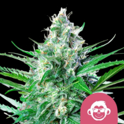 Grape Ape cannabis plants in bloom, grown from Feminised seeds – ideal for home cultivation from Royal Queen Seeds