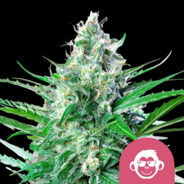 Grape Ape cannabis plants in bloom, grown from Feminised seeds – ideal for home cultivation from Royal Queen Seeds