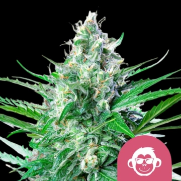 Grape Ape cannabis plants in bloom, grown from Feminized seeds – ideal for home cultivation from Royal Queen Seeds