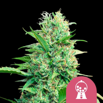Pink Runtz cannabis plants in bloom, grown from Feminised seeds – ideal for home cultivation from Royal Queen Seeds