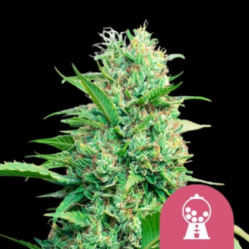 Pink Runtz cannabis plants in bloom, grown from Feminized seeds – ideal for home cultivation from Royal Queen Seeds