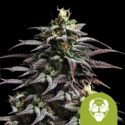 Granddaddy Purple Auto cannabis plants in bloom, grown from Automatic seeds – ideal for home cultivation from Royal Queen Seeds