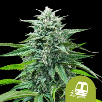 Trainwreck Auto cannabis plants in bloom, grown from Automatic seeds – ideal for home cultivation from Royal Queen Seeds