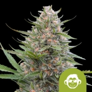 Grape Ape Auto cannabis plants in bloom, grown from Automatic seeds – ideal for home cultivation from Royal Queen Seeds