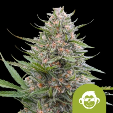 Grape Ape Auto cannabis plants in bloom, grown from Automatic seeds – ideal for home cultivation from Royal Queen Seeds