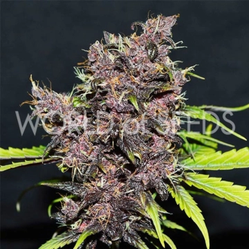 PURPLE AFGHAN KUSH RYDER cannabis plants in bloom, grown from Automatic seeds – ideal for home cultivation from World of Seeds