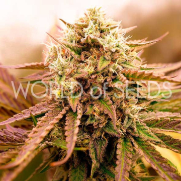 APPALACHIAN KUSH EARLY VERSION cannabis plants in bloom, grown from Automatic seeds – ideal for home cultivation from World of Seeds
