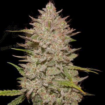 CHEMICAL CANDY AUTO cannabis plants in bloom, grown from Automatic seeds – ideal for home cultivation from Greenhouse Seed Co