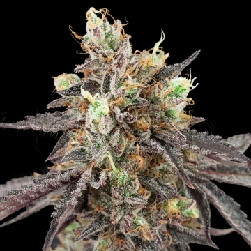 GELATO 41 X AUTO cannabis plants in bloom, grown from Automatic seeds – ideal for home cultivation from Greenhouse Seed Co