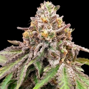 BLUE HAZE X GELATO 41 AUTO – Greenhouse Seed Co – Autoflowering – Product view 2