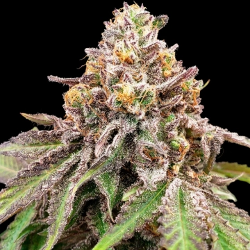 BLUE HAZE X GELATO 41 AUTO cannabis plants in bloom, grown from Automatic seeds – ideal for home cultivation from Greenhouse Seed Co