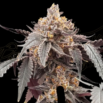 GUAVA X GELATO 41 AUTO cannabis plants in bloom, grown from Automatic seeds – ideal for home cultivation from Greenhouse Seed Co