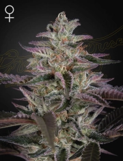 BANANA KRUMBLE cannabis plants in bloom, grown from Feminized seeds – ideal for home cultivation from Greenhouse Seed Co
