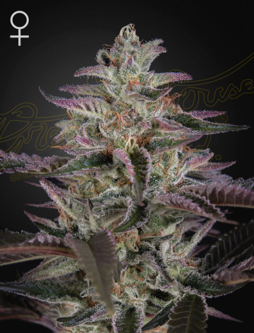 BANANA KRUMBLE cannabis plants in bloom, grown from Feminised seeds – ideal for home cultivation from Greenhouse Seed Co