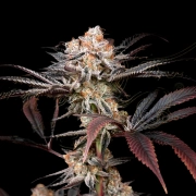 WONDER PIE cannabis plants in bloom, grown from Feminized seeds – ideal for home cultivation from Greenhouse Seed Co