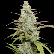 Mokum’s Tulip cannabis plants in bloom, grown from Feminised seeds – ideal for home cultivation from Dutch Passion