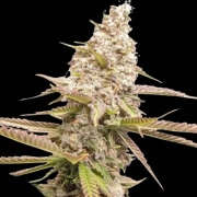 Strawberry Cookies cannabis plants in bloom, grown from Feminized seeds – ideal for home cultivation from Dutch Passion