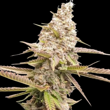 Strawberry Cookies cannabis plants in bloom, grown from Feminized seeds – ideal for home cultivation from Dutch Passion