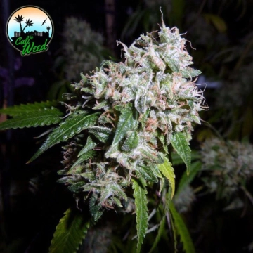 California Headband cannabis plants in bloom, grown from Feminized seeds – ideal for home cultivation from Cali Weed