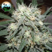 Cali Killer cannabis plants in bloom, grown from Feminized seeds – ideal for home cultivation from Cali Weed