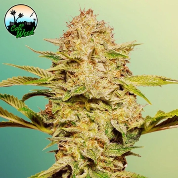 Cali Glue Auto cannabis plants in bloom, grown from Automatic seeds – ideal for home cultivation from Cali Weed