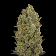 00 Cheese cannabis plants in bloom, grown from Feminised seeds – ideal for home cultivation from 00 Seeds