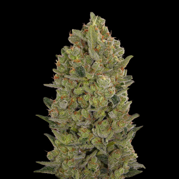 00 Cheese cannabis plants in bloom, grown from Feminised seeds – ideal for home cultivation from 00 Seeds