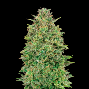 00 Skunk cannabis plants in bloom, grown from Feminised seeds – ideal for home cultivation from 00 Seeds