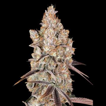 HOLY SNOW cannabis plants in bloom, grown from Automatic seeds – ideal for home cultivation from Greenhouse Seed Co