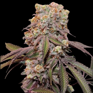 Auto Candy Bubatz XL cannabis plants in bloom, grown from Automatic seeds – ideal for home cultivation from Dutch Passion