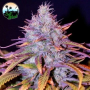 Blue Dream cannabis plants in bloom, grown from Feminized seeds – ideal for home cultivation from Cali Weed