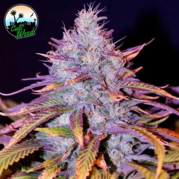 Blue Dream cannabis plants in bloom, grown from Feminized seeds – ideal for home cultivation from Cali Weed