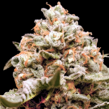 Auto Rainbow Mints cannabis plants in bloom, grown from Automatic seeds – ideal for home cultivation from 00 Seeds