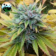 Cali Dream cannabis plants in bloom, grown from Feminized seeds – ideal for home cultivation from Cali Weed