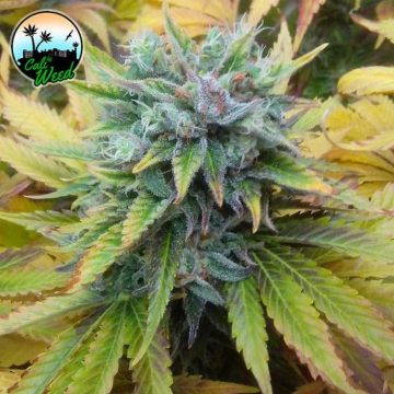Cali Dream cannabis plants in bloom, grown from Feminised seeds – ideal for home cultivation from Cali Weed