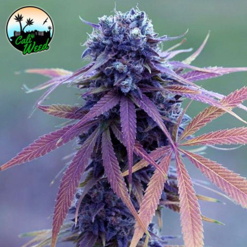 Blue Dream Auto cannabis plants in bloom, grown from Automatic seeds – ideal for home cultivation from Cali Weed