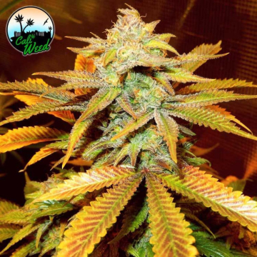 Cali Glue cannabis plants in bloom, grown from Feminised seeds – ideal for home cultivation from Cali Weed