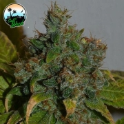 Auto Strawberry Gelato cannabis plants in bloom, grown from Automatic seeds – ideal for home cultivation from Cali Weed