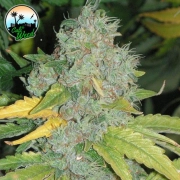 Auto Raspberry Zkittlez cannabis plants in bloom, grown from Automatic seeds – ideal for home cultivation from Cali Weed