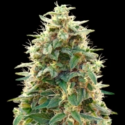 Auto 00 Cheese cannabis plants in bloom, grown from Automatic seeds – ideal for home cultivation from 00 Seeds