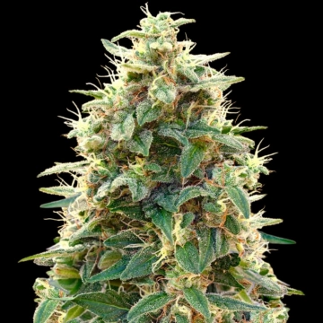 Auto 00 Cheese cannabis plants in bloom, grown from Automatic seeds – ideal for home cultivation from 00 Seeds
