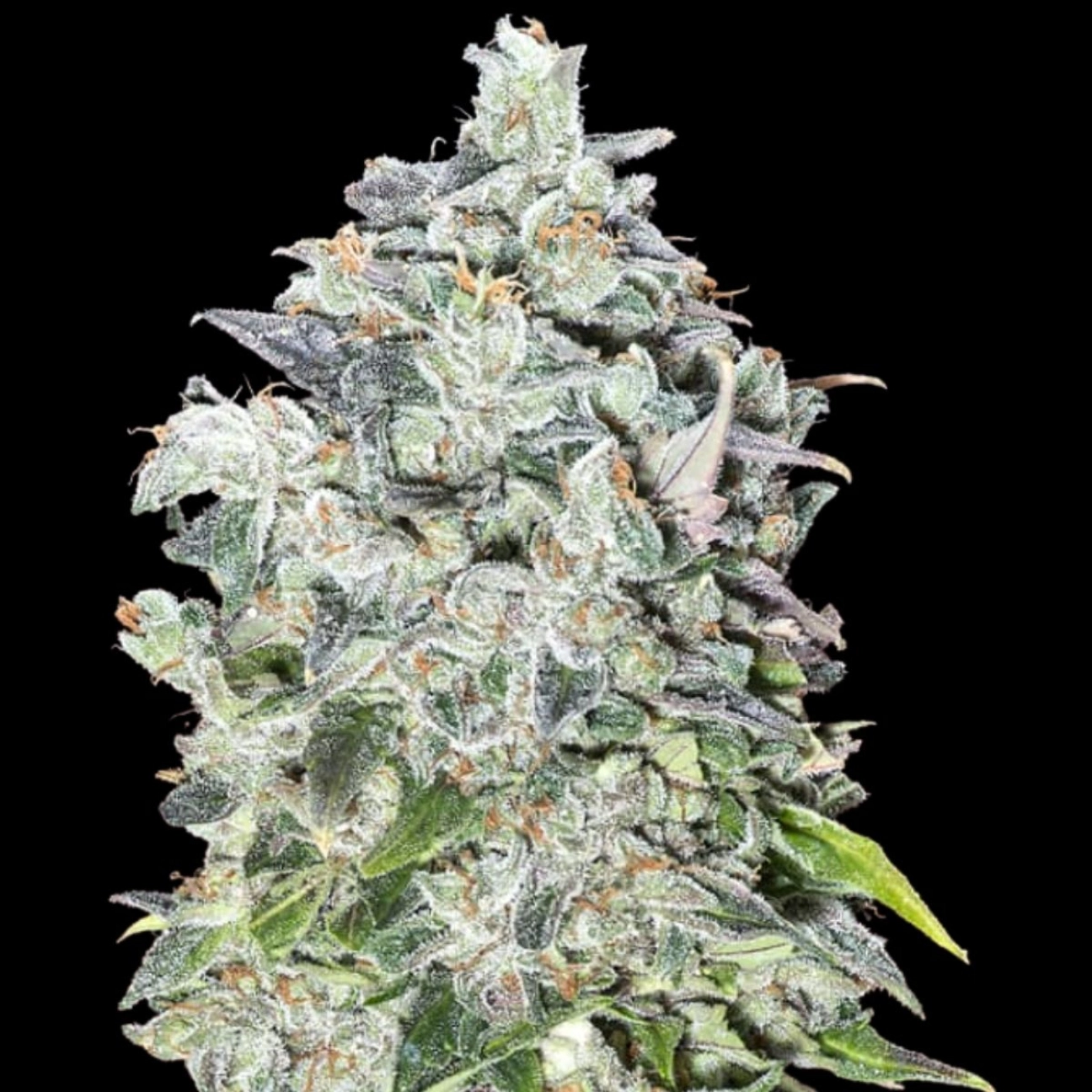 Auto 00 Kush – 00 Seeds – Autoflowering