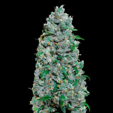 Auto Afghan Mass XXL cannabis plants in bloom, grown from Automatic seeds – ideal for home cultivation from 00 Seeds