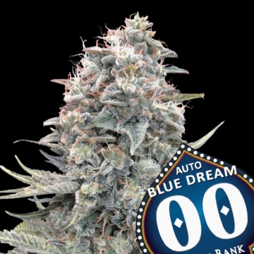 Auto Blue Dream cannabis plants in bloom, grown from Automatic seeds – ideal for home cultivation from 00 Seeds