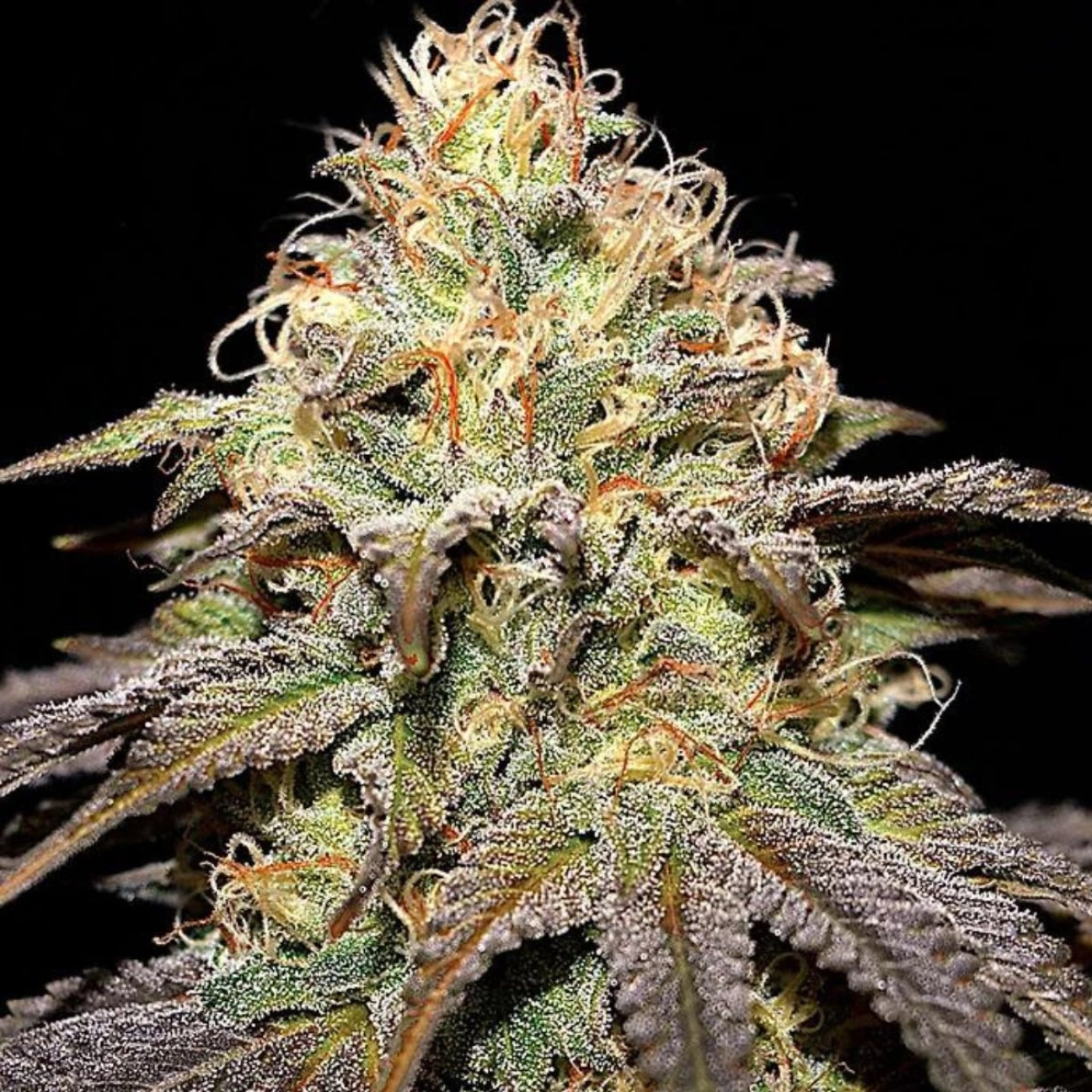 Super Boof – Cream of the Crop – Feminized