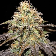 Super Boof cannabis plants in bloom, grown from Feminized seeds – ideal for home cultivation from Cream of the Crop